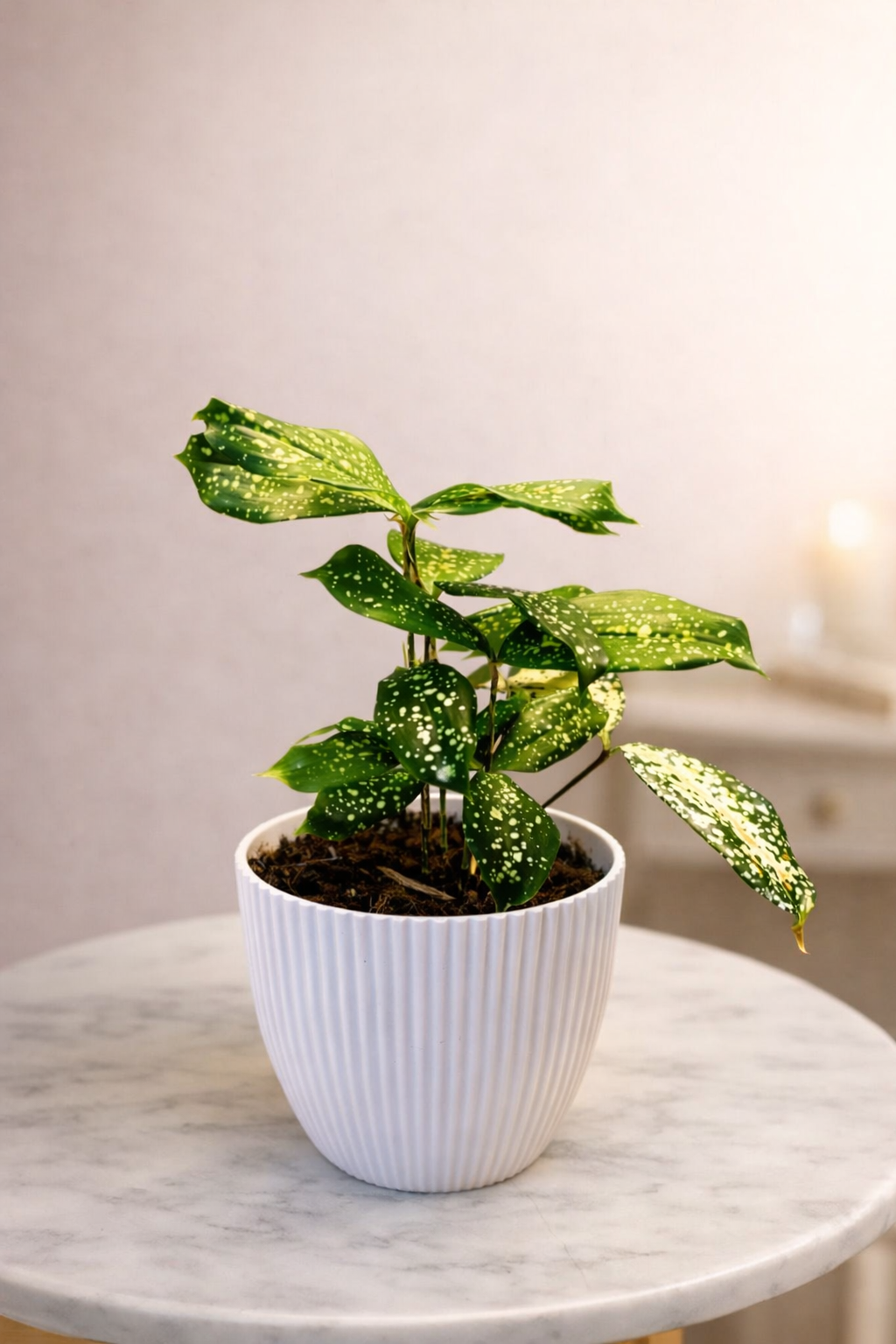 Draccena Surculas Indoor Plant With Plastic Pot