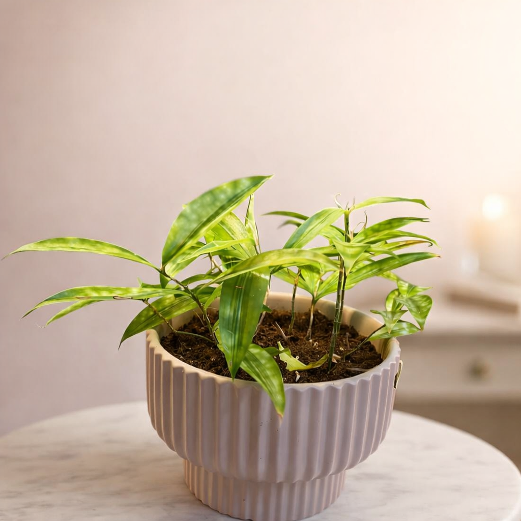 Dracaena Indoor Plant With Ceramic Pot