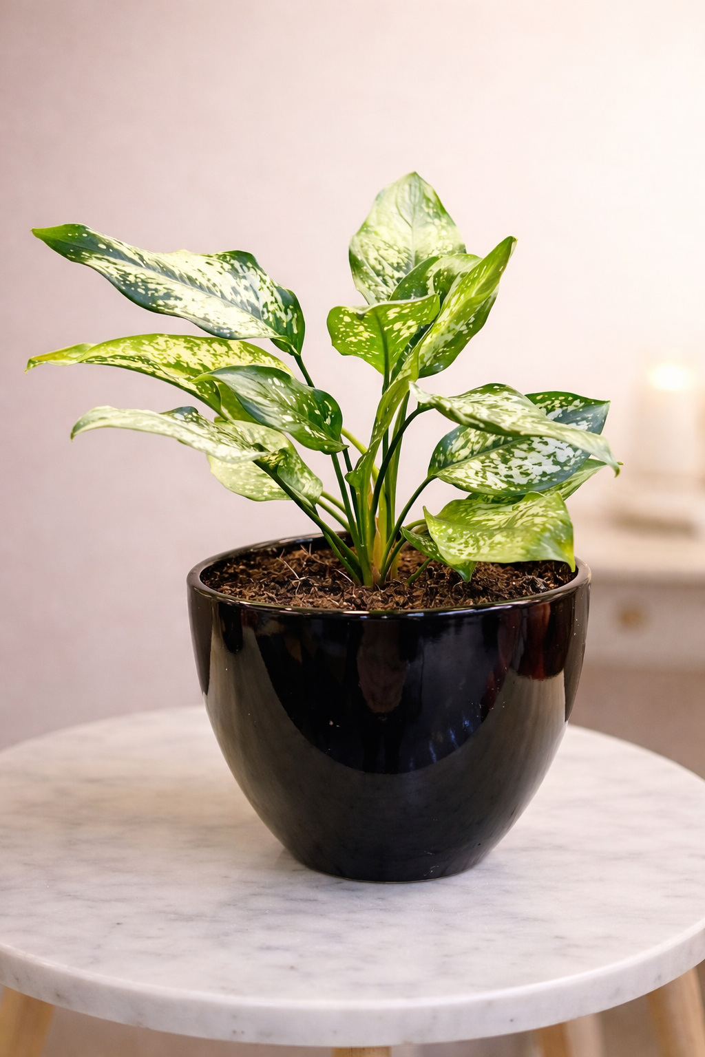 Algaonema Snow White Indoor Plant With Ceramic Pot