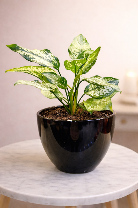 Algaonema Snow White Indoor Plant With Ceramic Pot