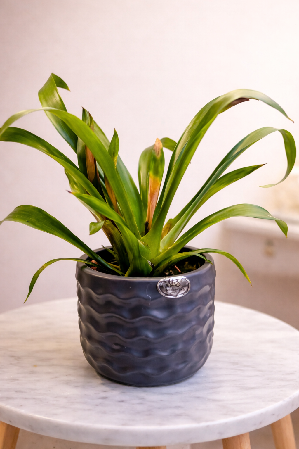 Bromeliad Indoor Plant With Ceramic Pot
