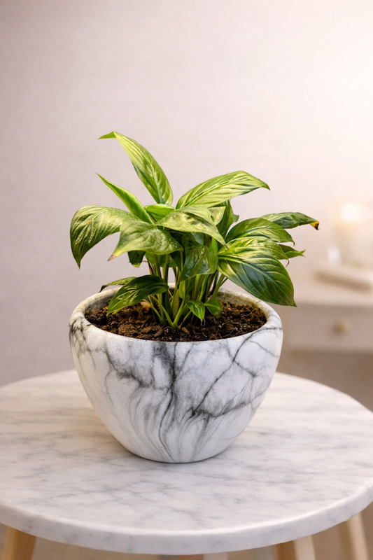 Peace Lilly Indoor Plant With Ceramic Pot