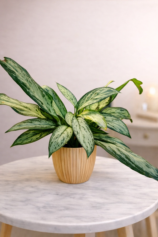 Algaonema Silver Queen Indoor Plant With Plastic Pot