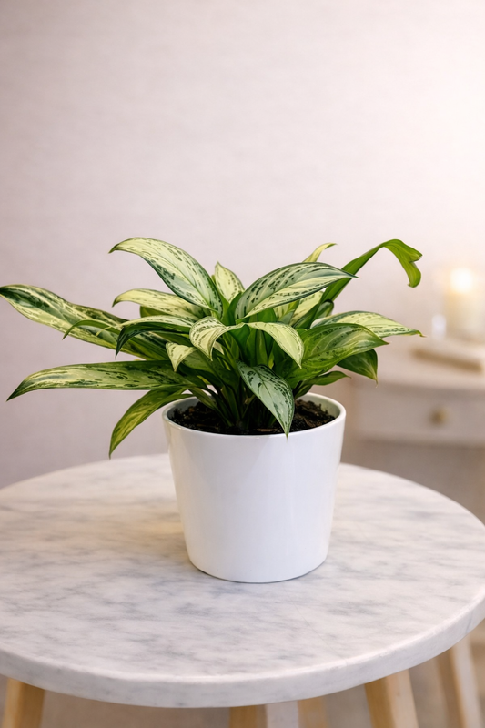 Algaonema Plant With Pot